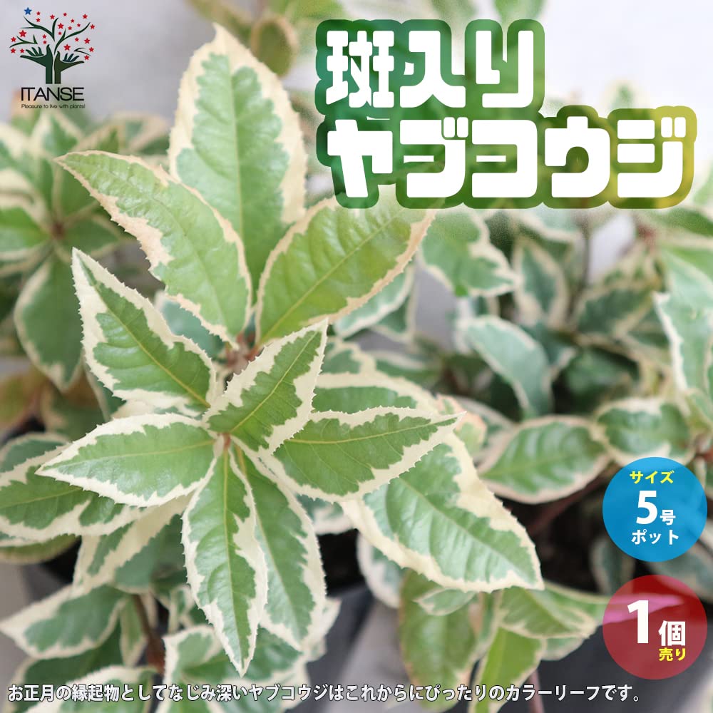Amazon.co.jp: 斑入りヤブコウジ 5号ポット【品種で選べる庭木/1個売り