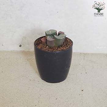 赤紫色の多肉植物 中型鉢*3 赤紫色の多肉植物 中型鉢*3 赤紫色の多肉