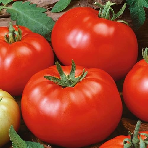 100 semillas de tomate de brandywine rojo reliquia – sin OMG – ¡Semillas siempre frescas!