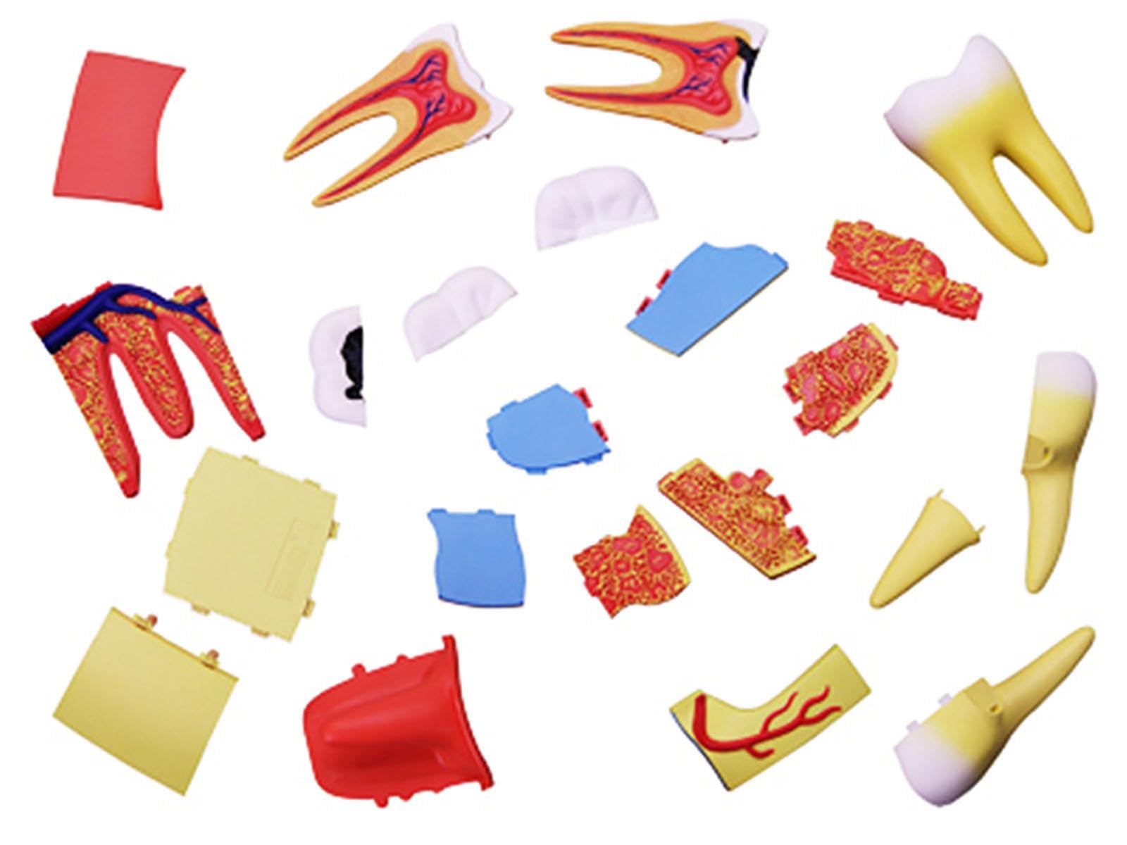 Model Zębów Dentystycznych, 23 Części Anatomicznie Dokładny Model Zębów Naturalnej Wielkości, Model Ust Protezy Dla Dzieci Narzędzia Do Nauczania Stomatologii Materiały Do ​​nauki