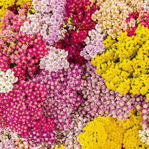 KVITER 200 Organic Yarrow Colorado Mix Seeds, Achillea Millefolium Heirloom Flower Seeds for Planting, Perennial Yarrow Herb Plant seeds, Drought Tolerant Wildflower seeds - Attracts Bees, Butterflies