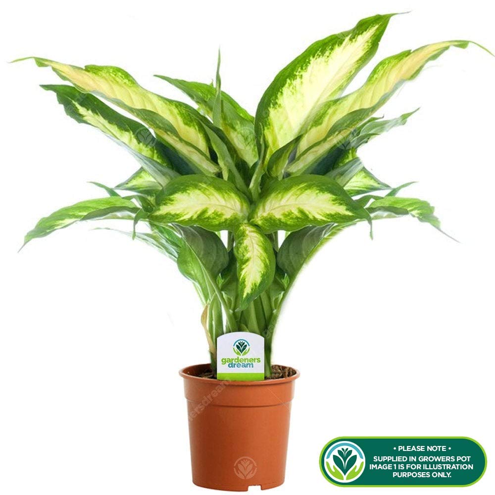 Tropische Zimmerpflanze im 12cm Topf  Beliebte Diffenbachie 'Camilla' :  Amazon.de: Garten