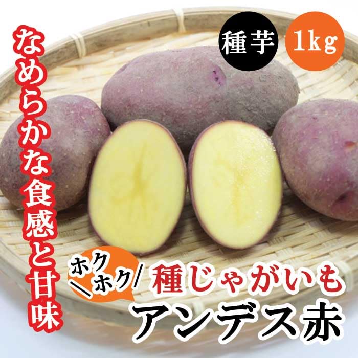 Amazon.co.jp: 種 じゃがいも アンデス 赤 約1kg ※大小ミックス※ 秋