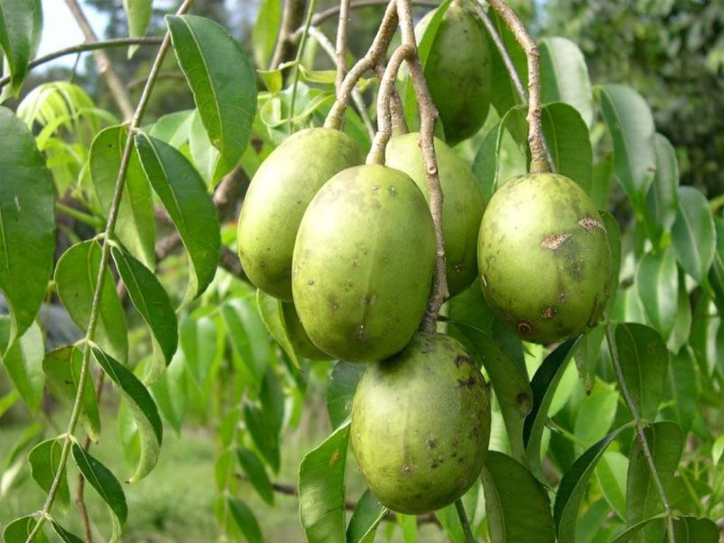 OhhSome Rare Plant Amtekai/Indian Hog Plums Fruit Live Seedling (Healthy Plant) (B09L8KGXJ3) Amazon Price History, Amazon Price Tracker