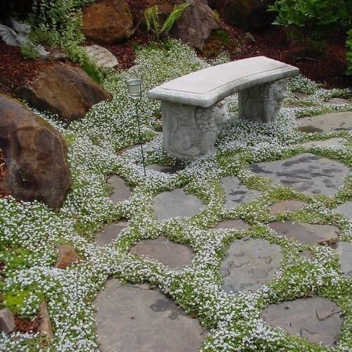 Neve in semi di Fiore Estate (Cerastium tomentosum) 200 + Semi