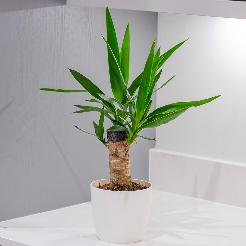 YouGarden Yucca elephantipes, Single Stem Houseplant in 11cm Pot, 45cm Tall and Ready to Display, Yucca Plant for Home or Office, Air Purifying House Plant in Pot