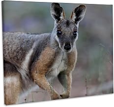 3dRose, Yellow-Footed Rock-Wallaby wildlife, Australia - AU01 MZW0332 - Martin Zwick, Museum Grade Canvas Wrap 14x11