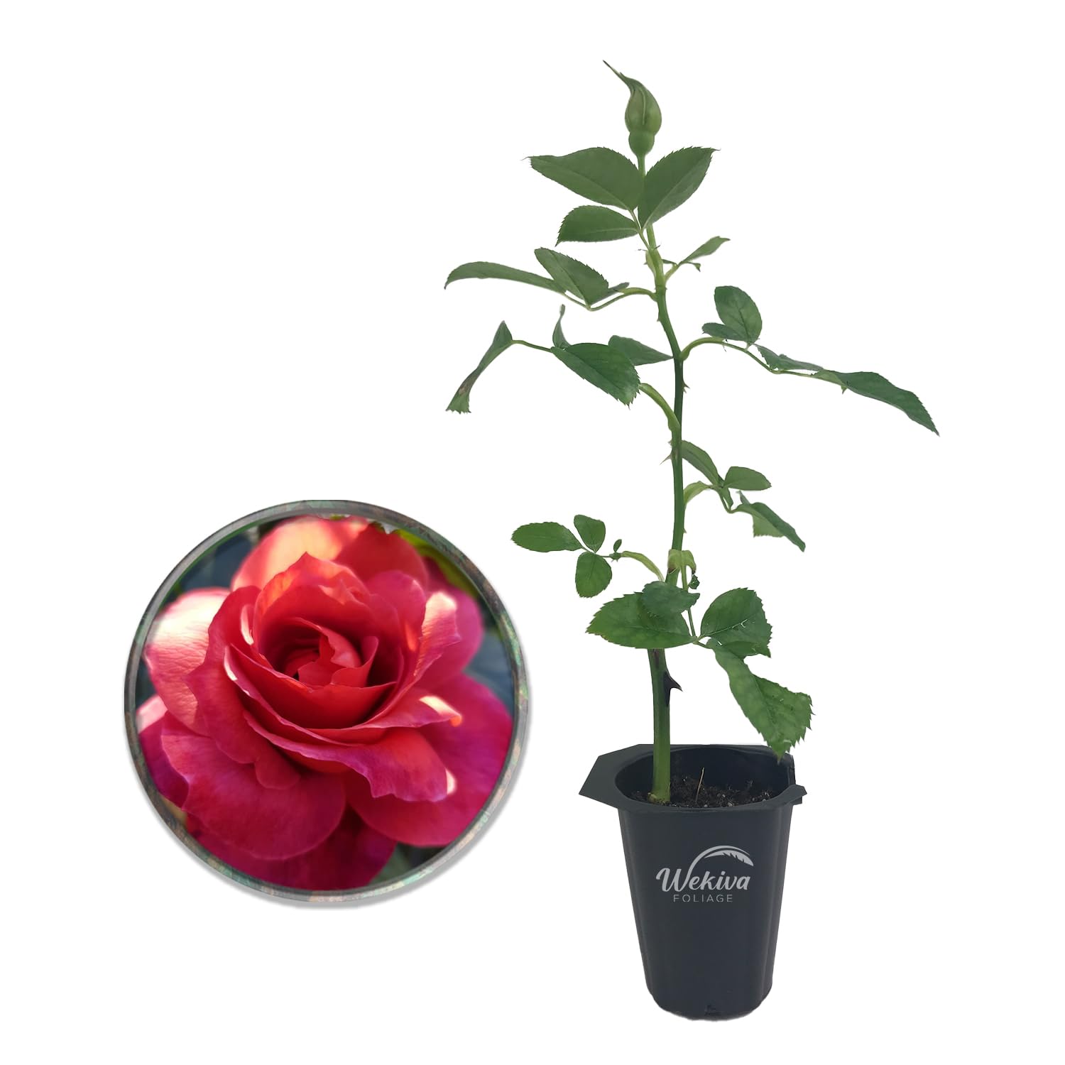 Amazon.com : Hot Cocoa Rose Bush - Live Starter Plant in a 2 Inch