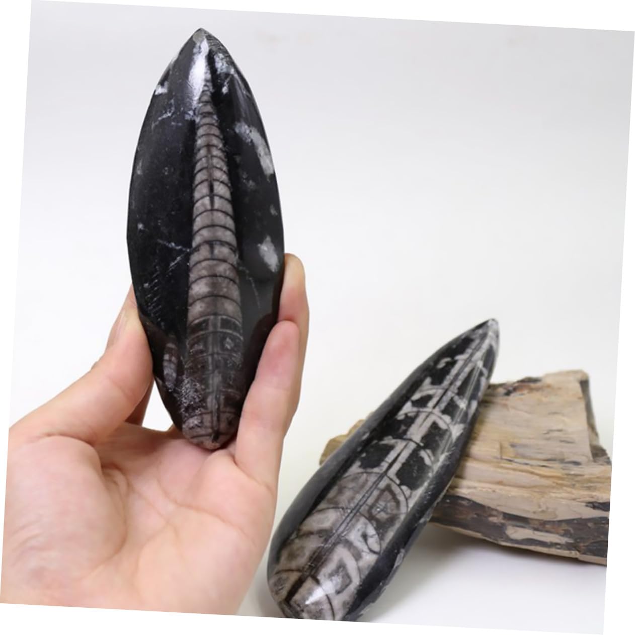 Gatuida Especimen Fósil Orthoceras Grande Natural, Modelo Paleontológico Educativo Para Enseñanza, Adorno De Escritorio Decorativo, Juguete Científico Para Laboratorio y Colección