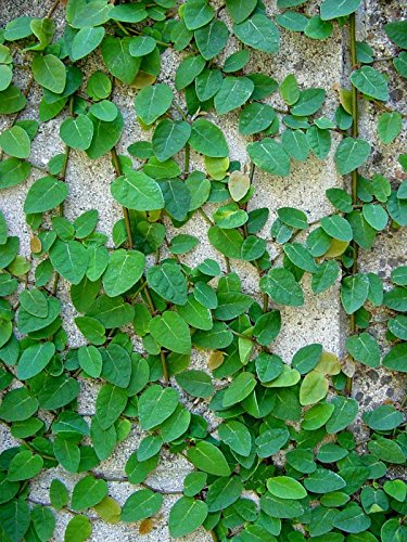 Creeping Fig, Ficus pumila 6 fresh cuttings Creeping Fig, Ficus pumila 6 fresh cuttings