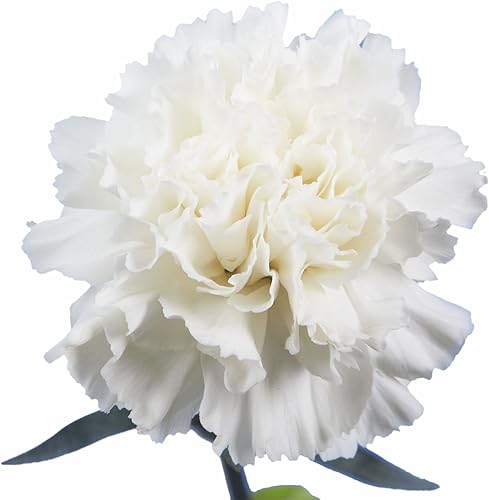 Miniatura 5 de GlobalRose 100 flores blancas de clavel  Claveles de origen responsable flores frescas  Ramo fresco seleccionado a mano para graduación,