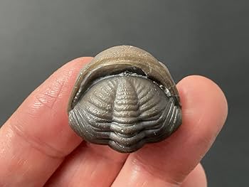 Amazon | 三葉虫化石エルドレドゲオプス[PH46]防御態勢防御姿勢