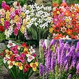 Carbeth Plants 100 x Festival Colour Summer Bulb Mix - Multi Summer Flowering Herbaceous Perennials for Outdoor Planting - Easy Grow Pollinator Friendly - Grow in Beds, Borders and Patio Pots