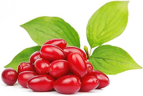Miniatura 1 de QAUZUY GARDEN 10 semillas de cornelo de cereza de cornalina premium (Cornus Mas), semillas de cornel europeas, sabrosas y de alto rendimiento,