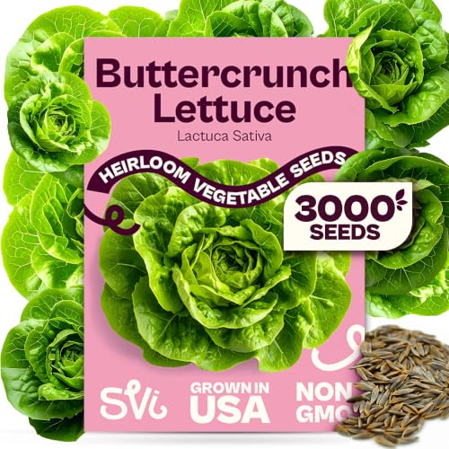SVI 3000 Buttercrunch Lettuce Seeds (Lactuca Sativa) Butter Lettuce Head Seed Packets Bulk Heirloom Vegetable Seeds for Outdoor & Indoor Vegetable Garden Containers