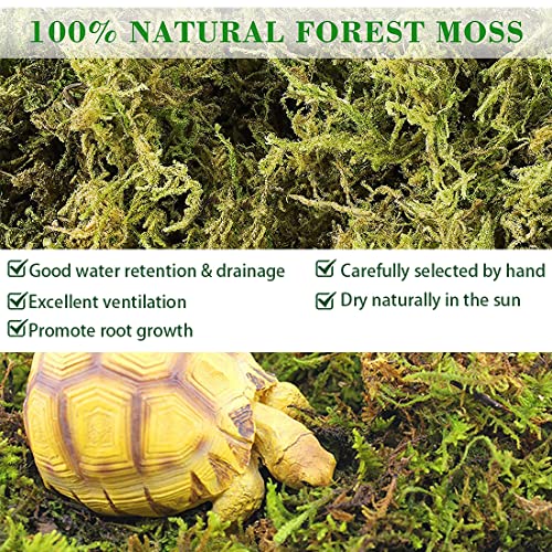 Natural Sphagnum Moss for Reptiles Dried Forest Moss Potting Mix Orchid