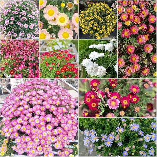 semillas margarita de balcón resistentes semillas de perennes jardín del balcón - Serie Raras - 25pcs
