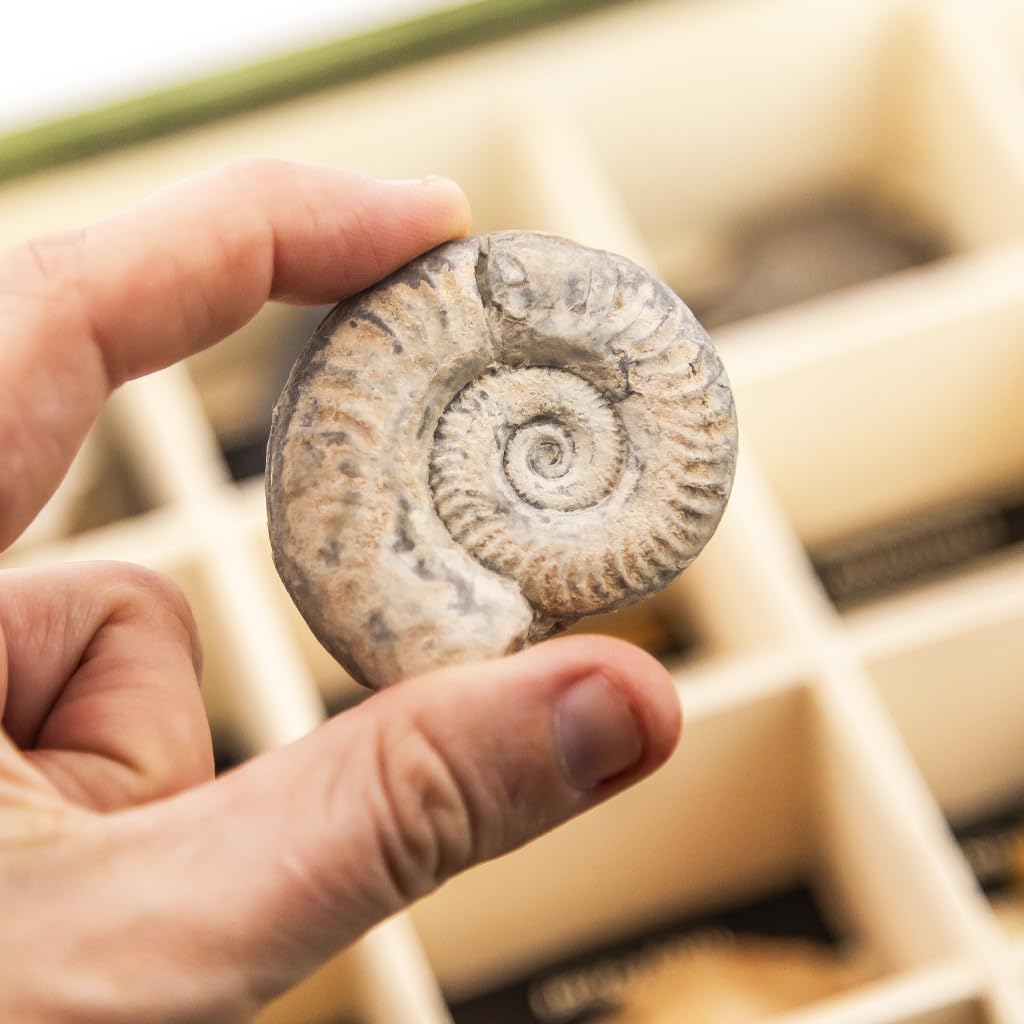 Colección de 20 Fósiles del Mundo Premium en Caja de Madera Natural - Fósiles Reales educativos de Gran tamaño con Hoja de descripción. Kit Geología para niños