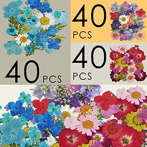 Flores secas prensadas, 120 piezas para manualidades miniatura 4