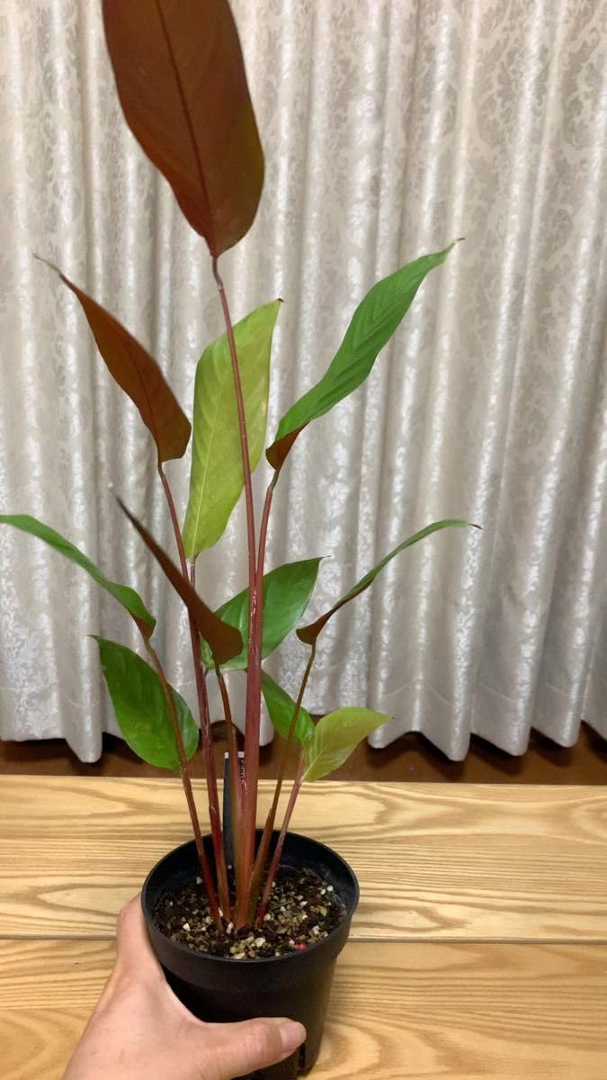 Amazon｜希少 美株 カラテア 観葉植物 マラント クロアマンニー 鉢ごと