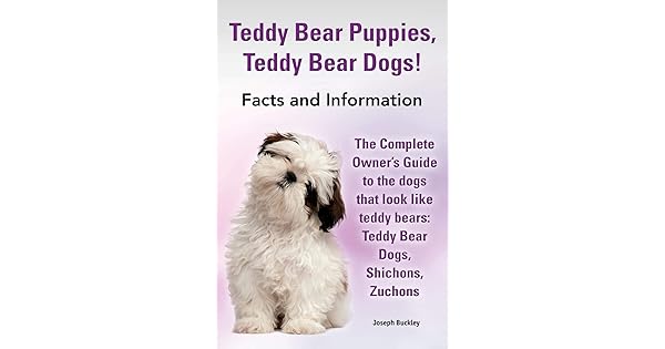 teddy guide dog puppy