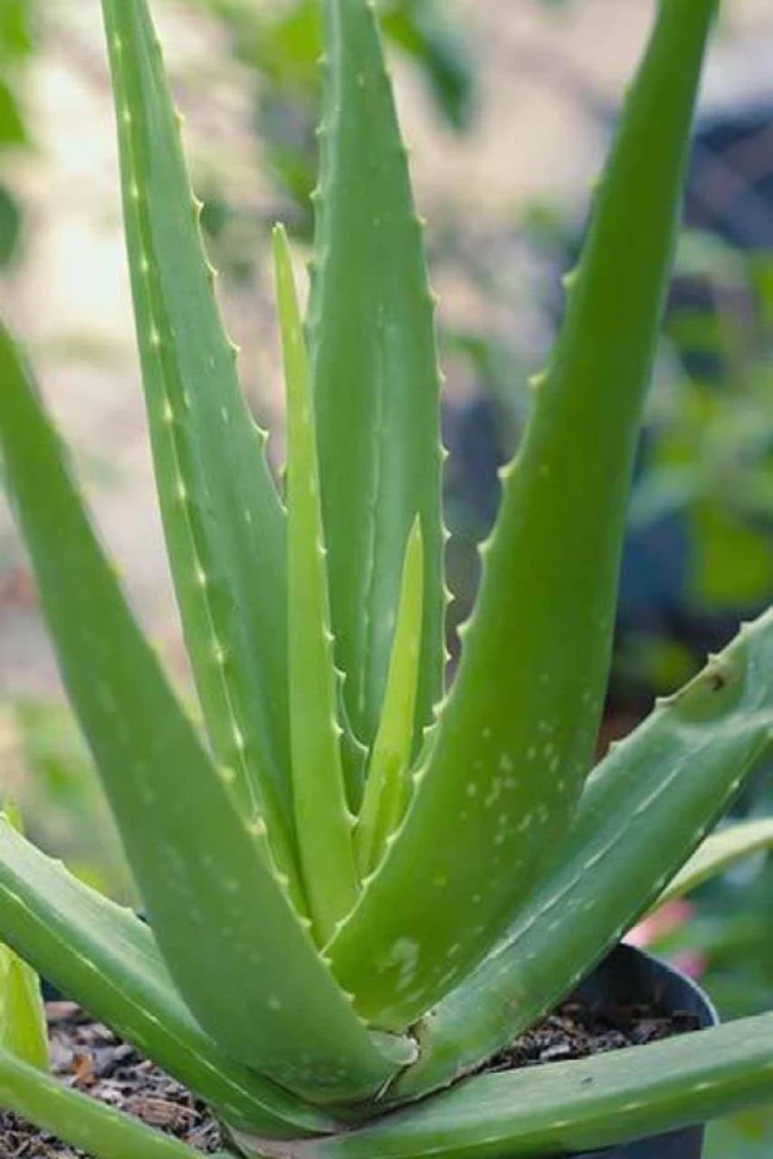 AB Enterprises,Aloe vera live plant, Special variety, aloe barbadensis vera plant. succulent plant. (B0CKBRK4YT) Amazon Price History, Amazon Price Tracker