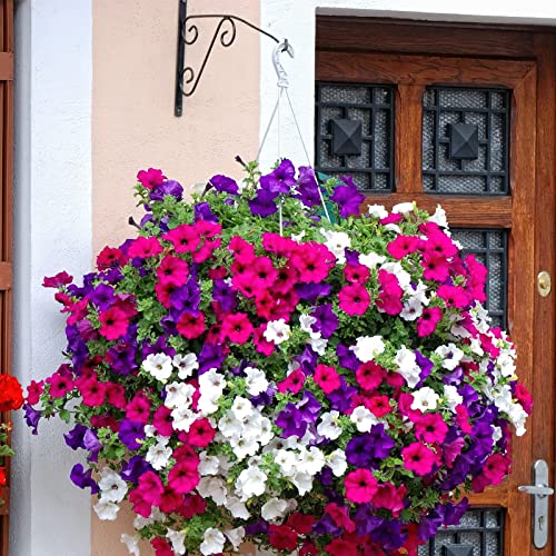 Gardens 2000 + Mixed Petunias Seeds For Planting Non-Gmo Flower Seeds For Home Garden Decor #TOP4