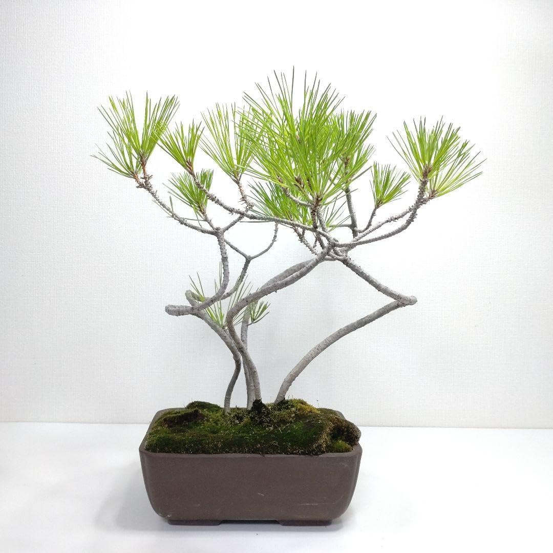 黒松（クロマツ）盆栽 SG001 黒松(クロマツ)盆栽 SG001 黒松（クロマツ）盆栽 S009 | 盆栽創