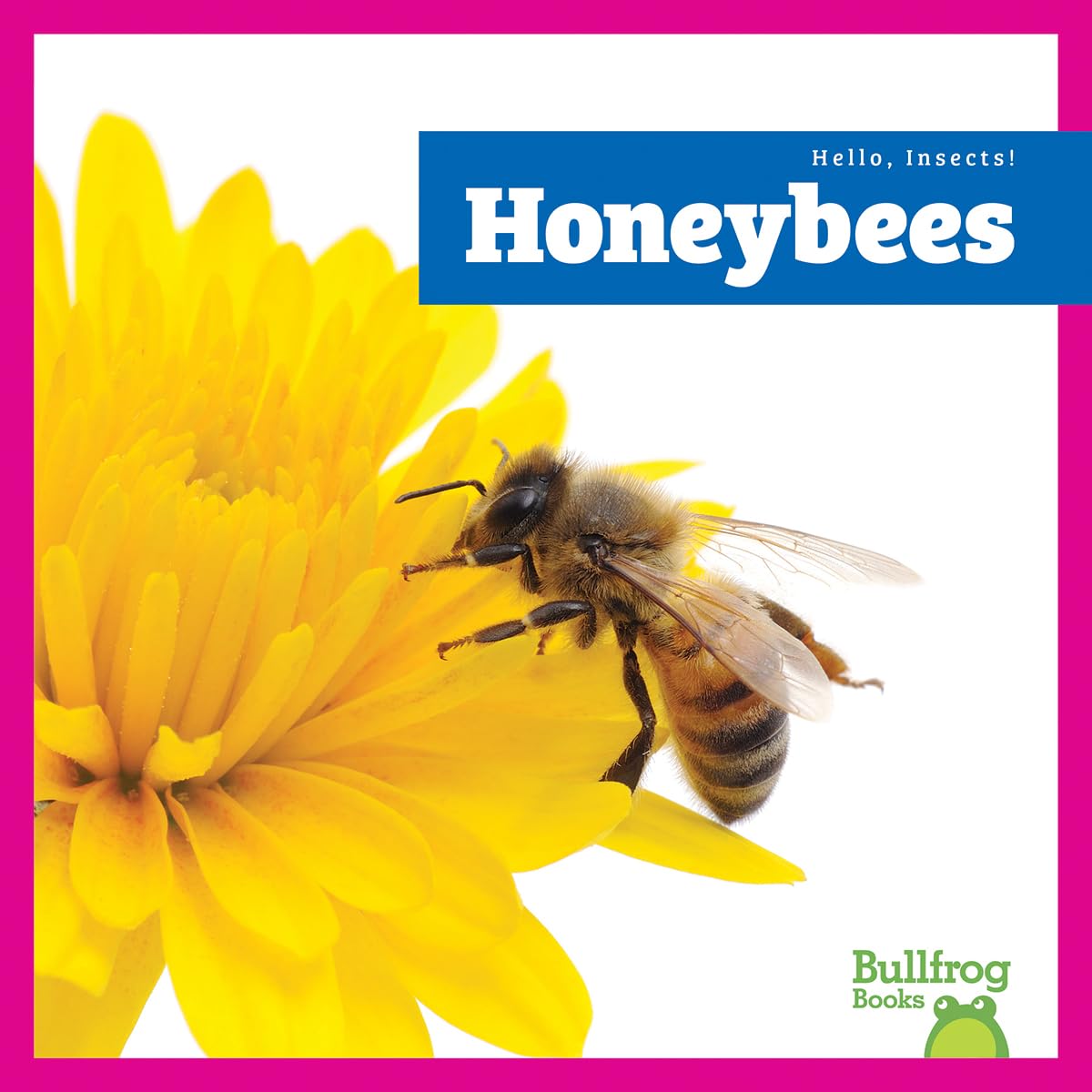 Honeybees (Hello, Insects!)