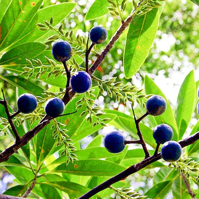 Creative Farmer Live Plant Rudraksha Plant Care Plant, Elaeocarpus Ganitrus (1-2 Ft) Nepal Variety Ornamental Tree for Balcony Gardening Healthy Plant (B07P3SMZVB) Amazon Price History, Amazon Price Tracker