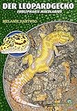  Der Leopardgecko - Eublepharis macularius