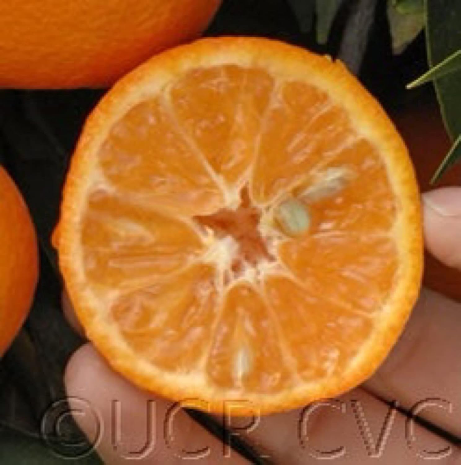 California only! Clementine/Nour SemiDwarf Mandarin Tree