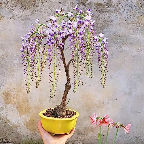 blauregen kletterpflanze kräutersamen balkon garten hängepflanzen winterhart mehrjährig zimmerbonsai bonsai dekopflanze pflanztopf wildblumen balkonblumen wohnzimmer deko exotische 20samen