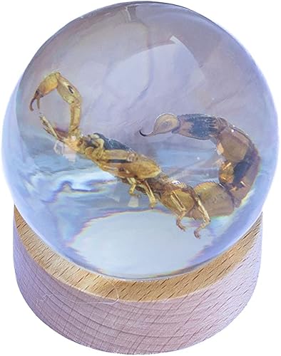 Miniatura 2 de Pisapapeles de escorpión marrón insectos reales con soporte de exhibición de madera para escritorio o mostrador en mesa de bola de resina,