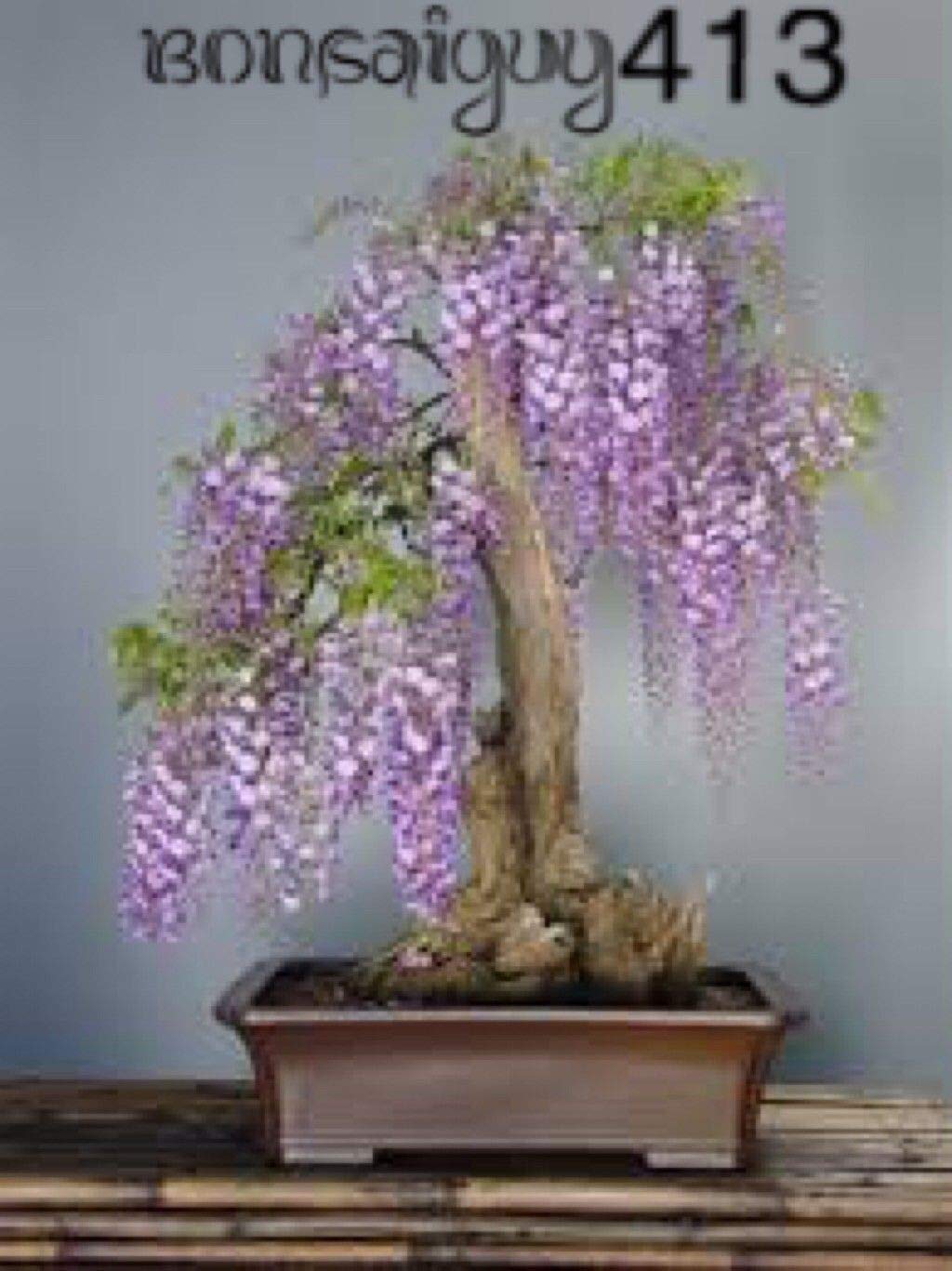 Germination : Potting Shed Organic Basil Garden-in-A-Bag Planter Seed Kit Growing DIY Gift