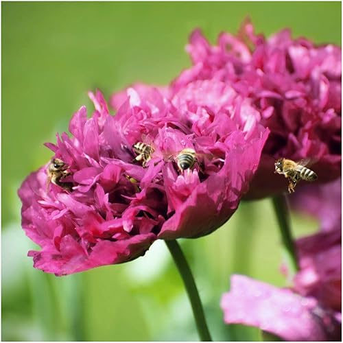 Miniatura 2 de Seed Needs, Purple Peony - Semillas de amapola  500 semillas tradicionales para plantar papaver paeoniflorum  Flores anuales de doble pétalo para