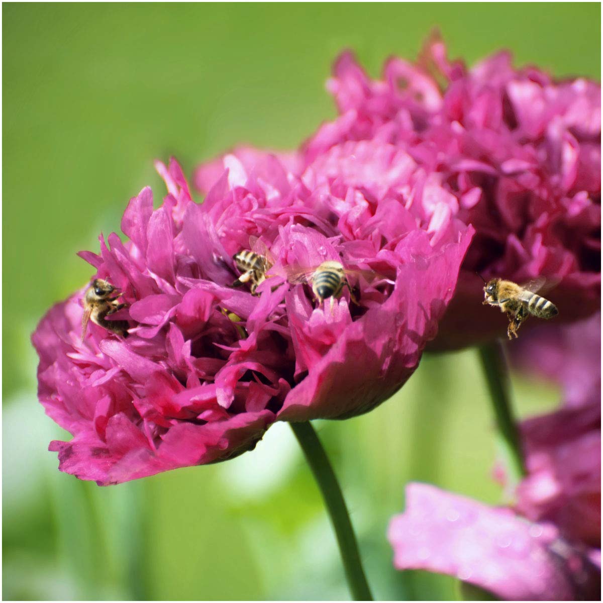 Semillas De Peonia Negra X30 Semillas | Cuotas Sin Interés