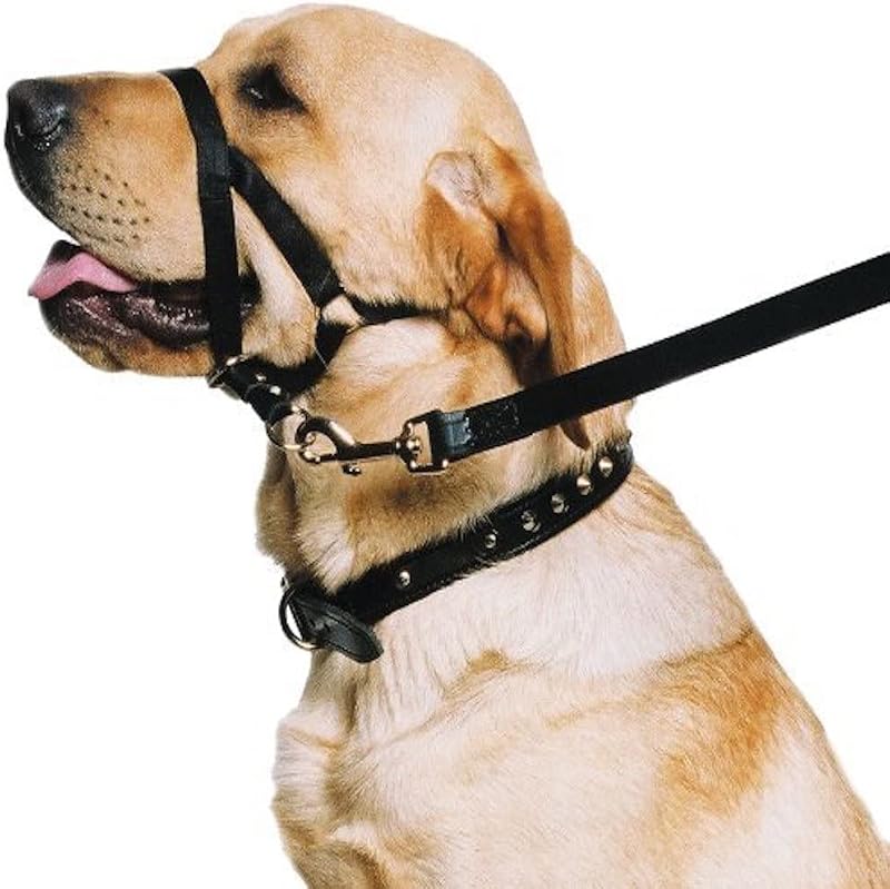 Cabresto de Nylon para Treinamento de Cães Ancol Preto, Tamanho Pequeno