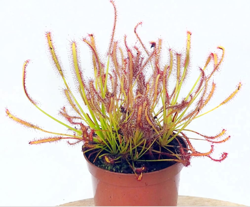 Drosera Capensis Sundew Plant - Carnivorous Plant - 12 cm Pot