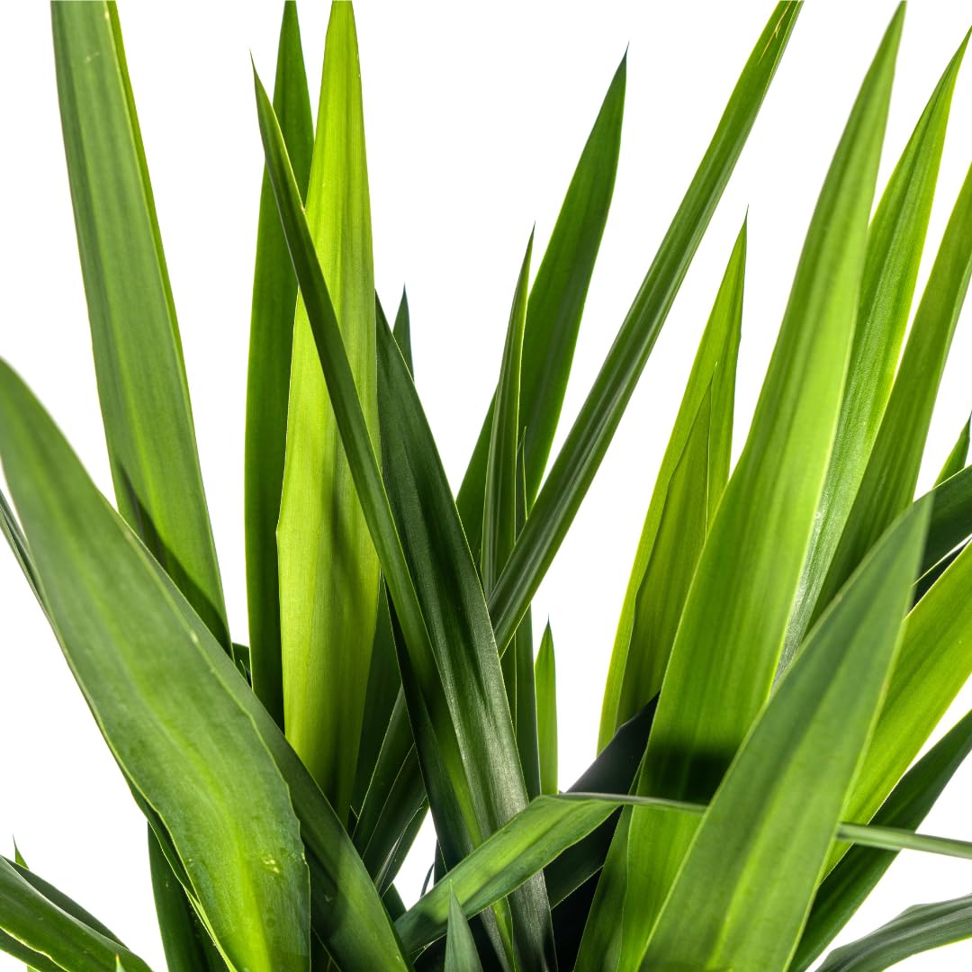 Yucca Elephantipes - 150-170cm - Ø27cm - Zimmerpflanze - Immergrün