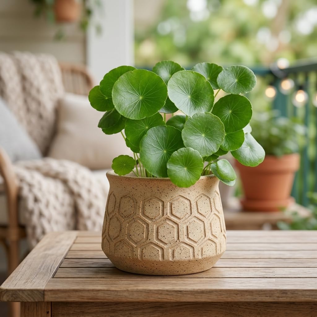 Coin Live Plant – Pilea Peperomioides (Chinese Money Plant) | Live Indoor Houseplant in 3" Pot | Air Purifying, Easy Care, Feng Shui Decor-image-26