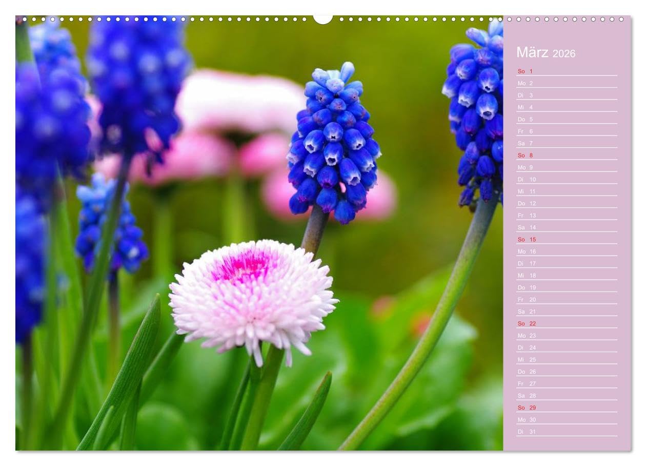 Blumenfreude Schweizer Kalendarium (hochwertiger Premium Wandkalender 2026 DIN A2 quer), Kunstdruck in Hochglanz: Mit wunderschönen Blumen und Blütenbilder durch das Jahr (CALVENDO Natur)