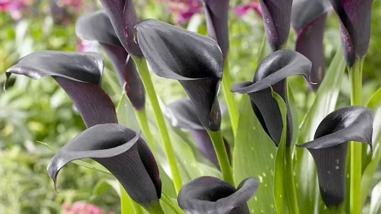 Ritz Farming� Beautyfull Calla Lilly Bulbs Easy Growing For Home And Garden Bucket Black color Flower PACK OF 4
