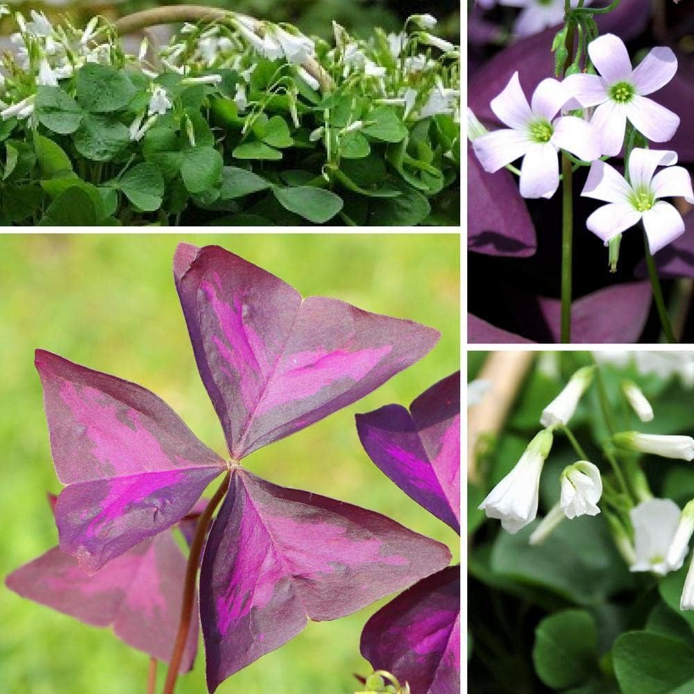 Audbhidhi Especially for Winter Season Oxalis Mix Important Indoor & Outdoor Flower Bulbs (Pack of 10 Bulbs)