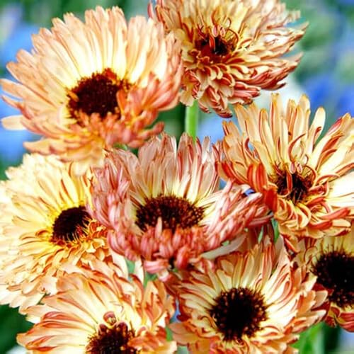 Pot Marigold Sunset Buff 1G Seeds + Freebie + Plant tag Calendula Officinalis Apricot, Yellow