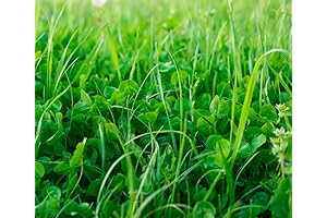 No Till Cover Crop Mix Seeds for Garden Cover Crop Seeds, 5 lbs