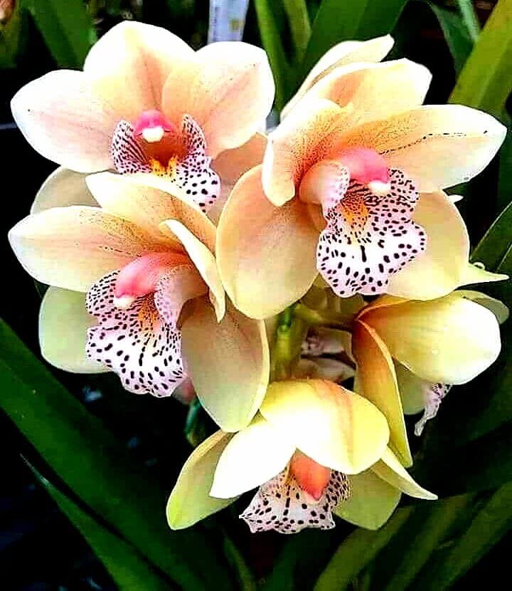 Siddhi Vinayak Gallery® Multi-Color Orchids Flower Bulbs For All Season Gardening (Pack Of 1 Flower Bulb)