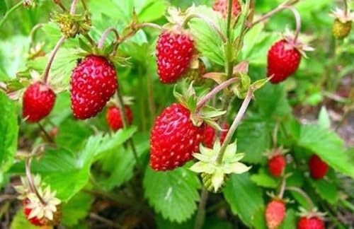 Miniatura 2 de Semillas Fruta Alpine Fresa Baron Solemacher Red - 100 Semillas