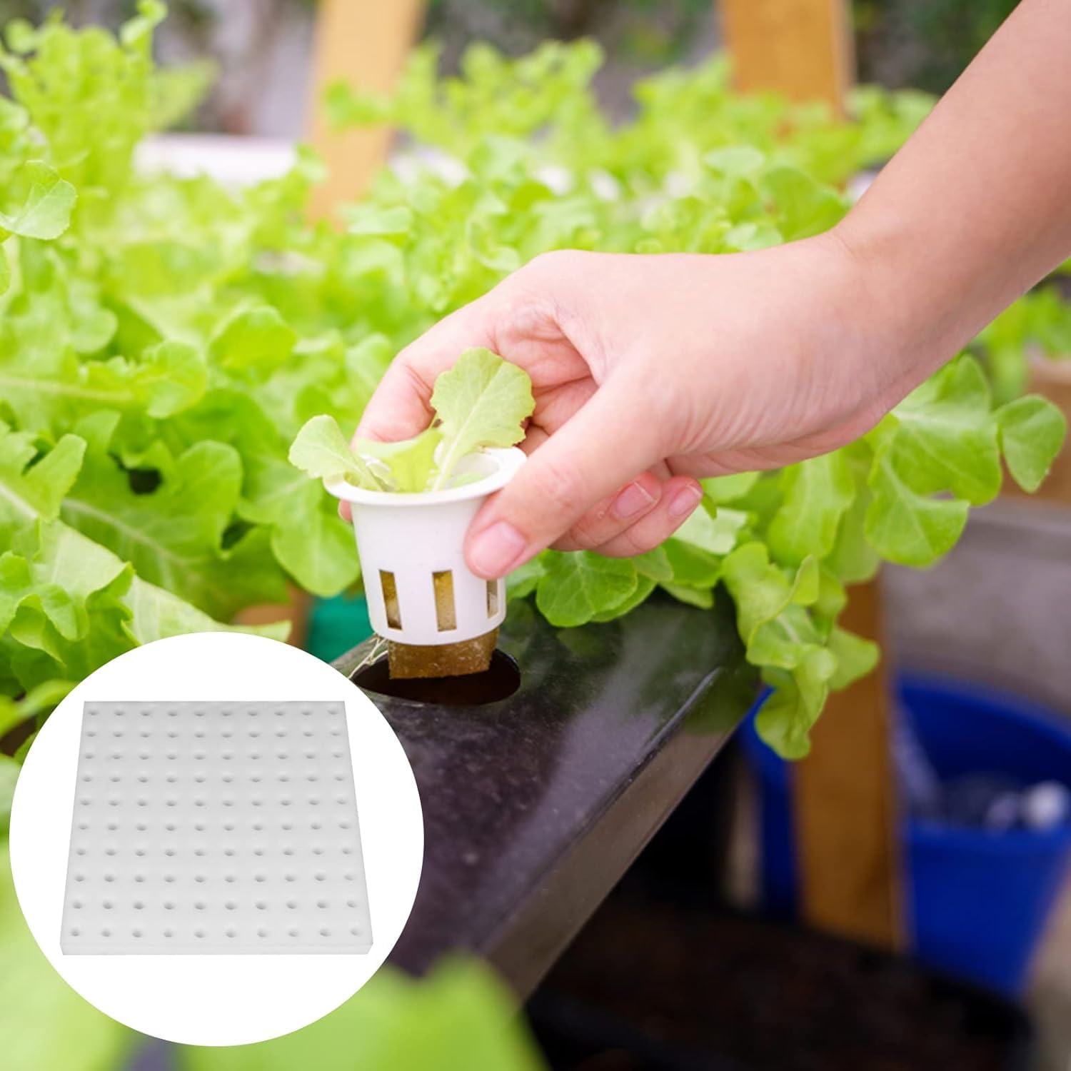 Yardwe Lot De 3 Cubes D'éponge Hydroponique Blocs D'éponge De Plantation Jardinage Polyvalent pour La Maison La Ferme Et Les Expérimentaux 2 Feuilles X 3