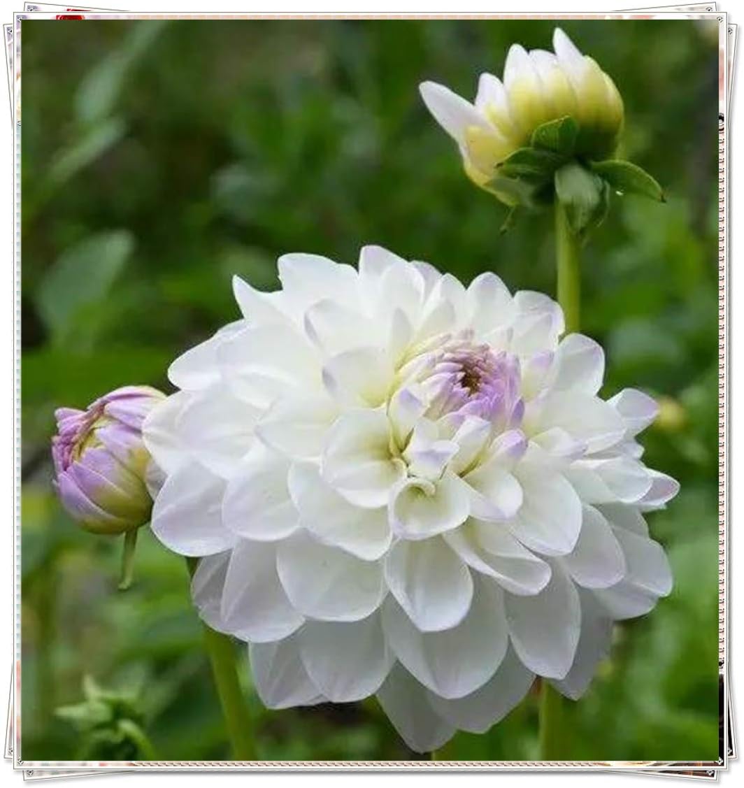 送料込 ダリア球根多年生の有機植物の壮観な生きている植物 珍しい種の豪華な鉢植えの植物 5种球 送料込 ダリア球根多年生の有機植物の壮観な生きている植物 珍しい種の豪華な鉢植えの植物 5种球